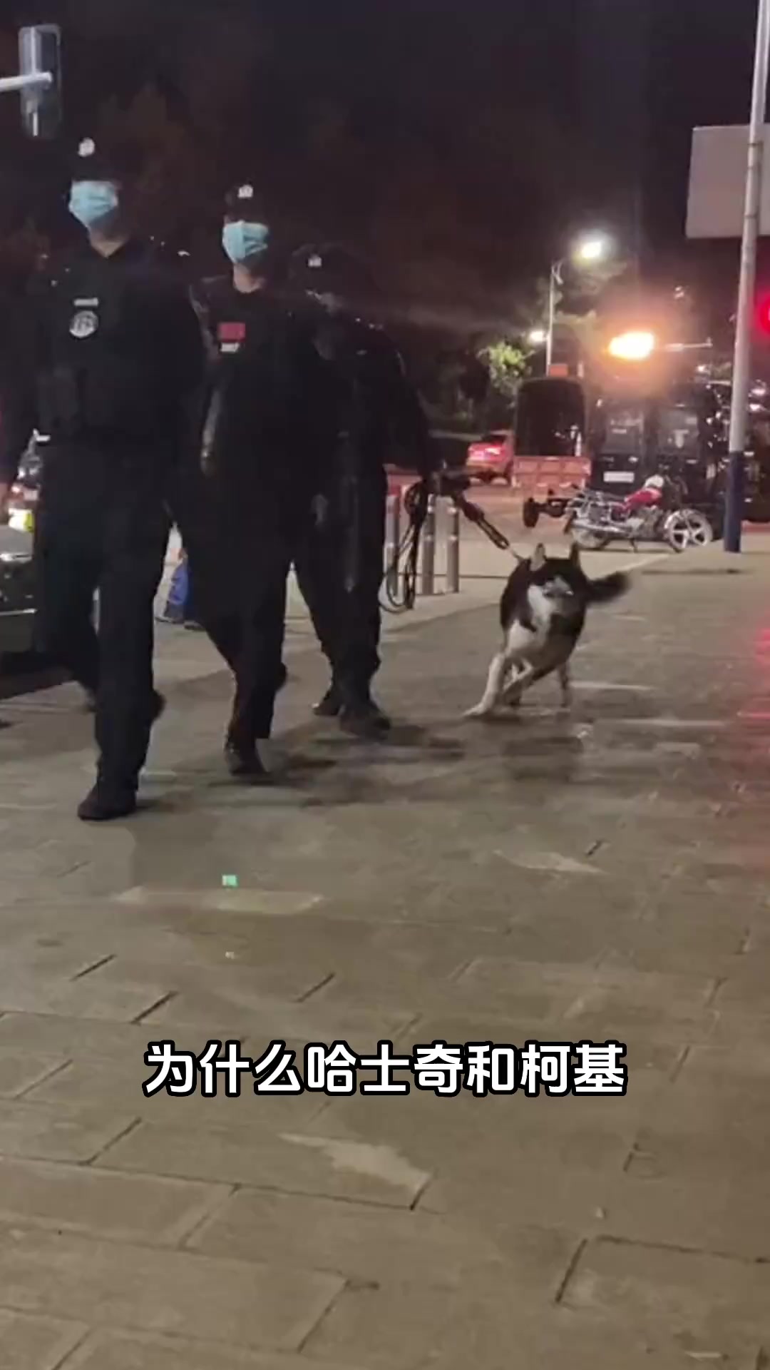 边牧为什么当不了警犬