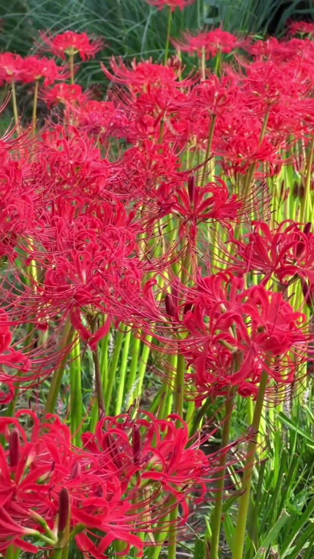 "花开无叶,叶生无花,相恋相惜却不得相见,独自彼岸路" 曼珠沙华彼岸花