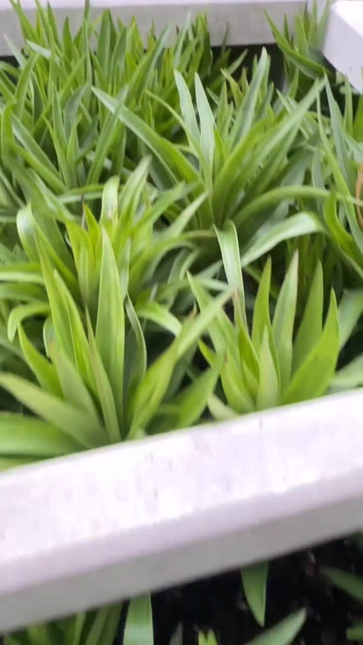 百合新苗,农历年前种下的美味佳肴!