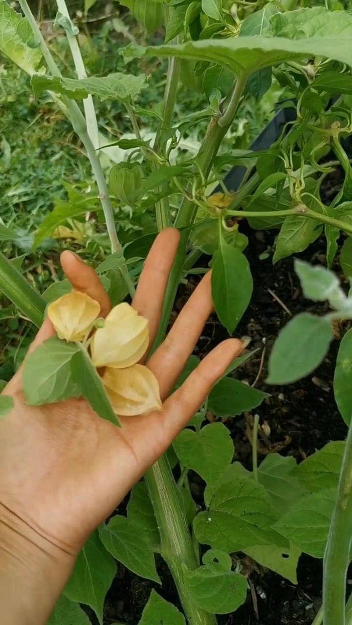 花姑娘的奇妙世界