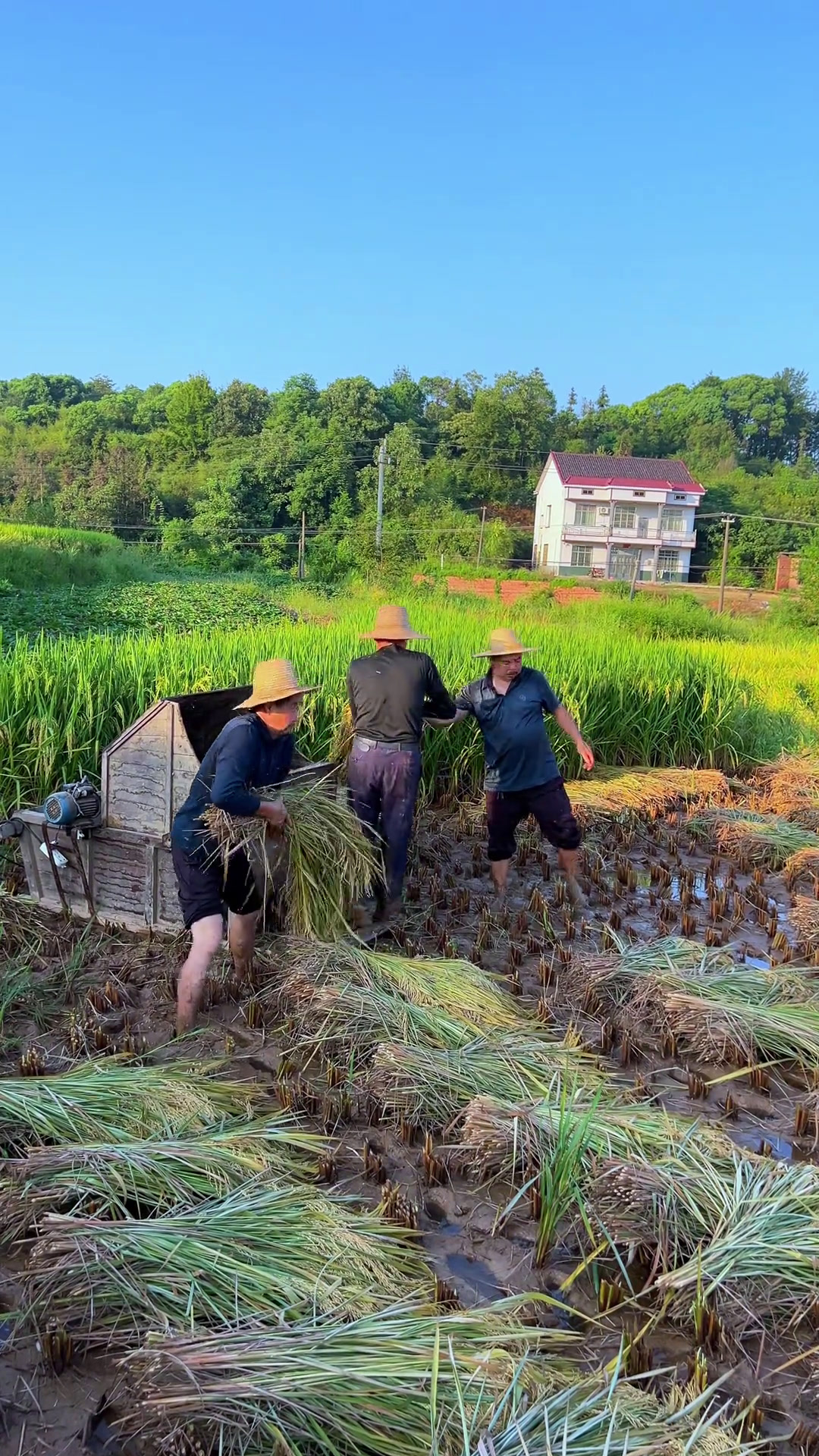 又到收稻谷季节了,同款童年有多少人经历过?打谷子