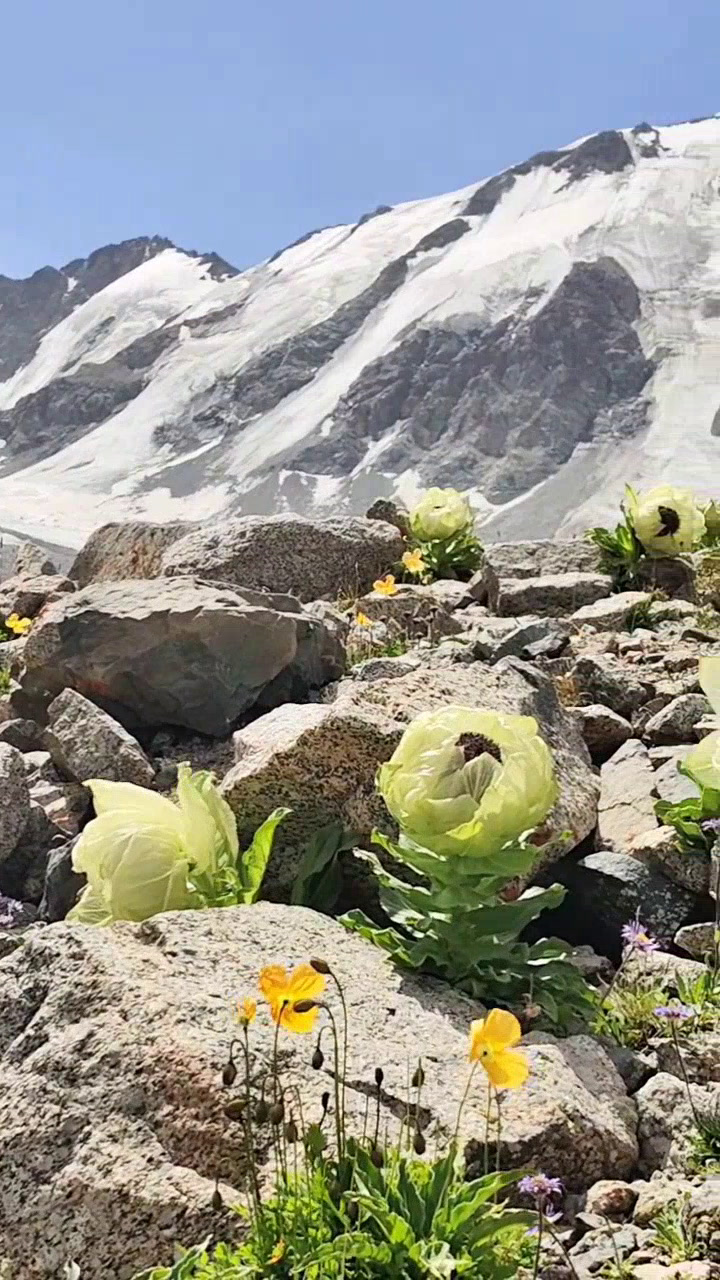 科考高山植物,带博士生领略雪莲之美