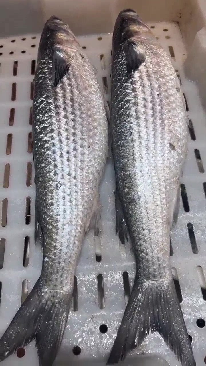 舟山内港鲻鱼,肉质鲜嫩无比!