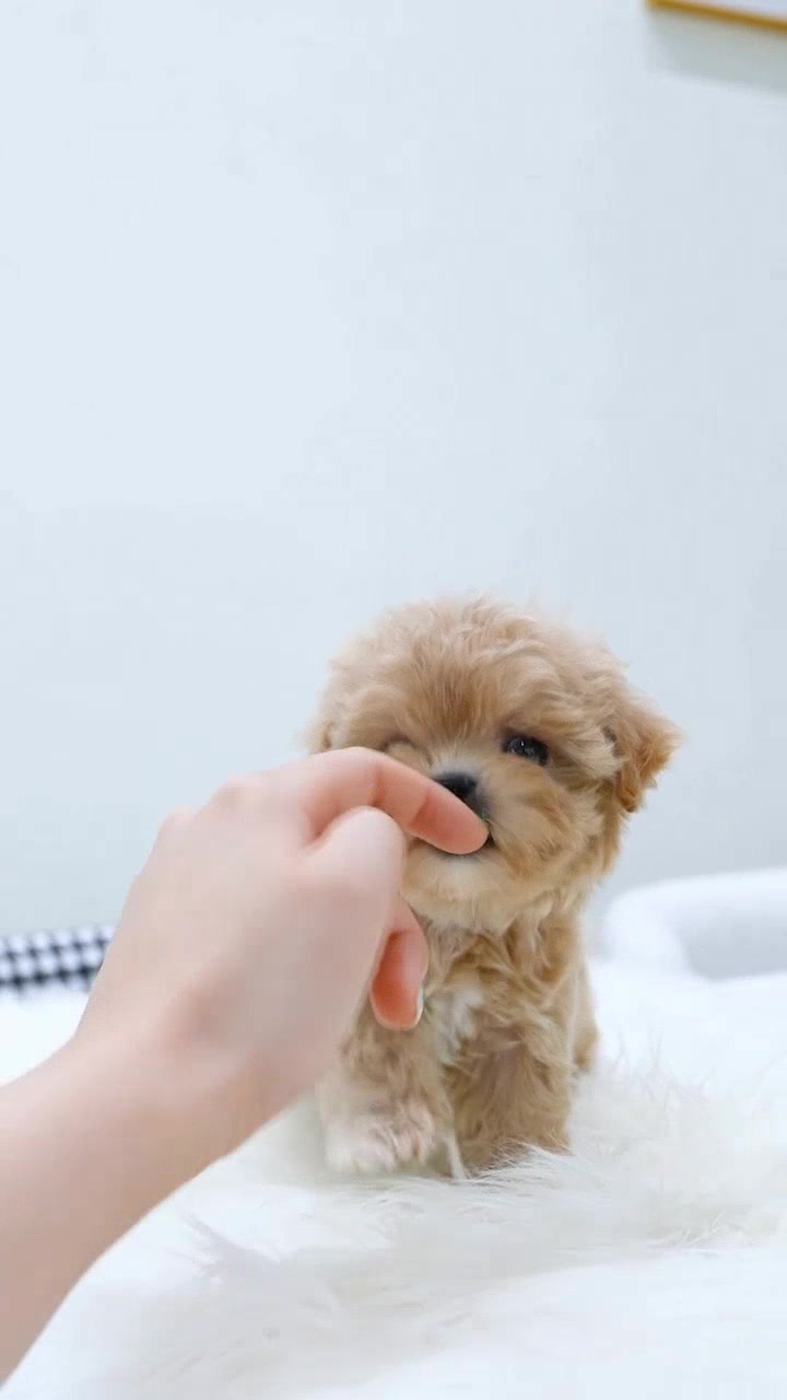 超小体茶杯马尔济斯犬