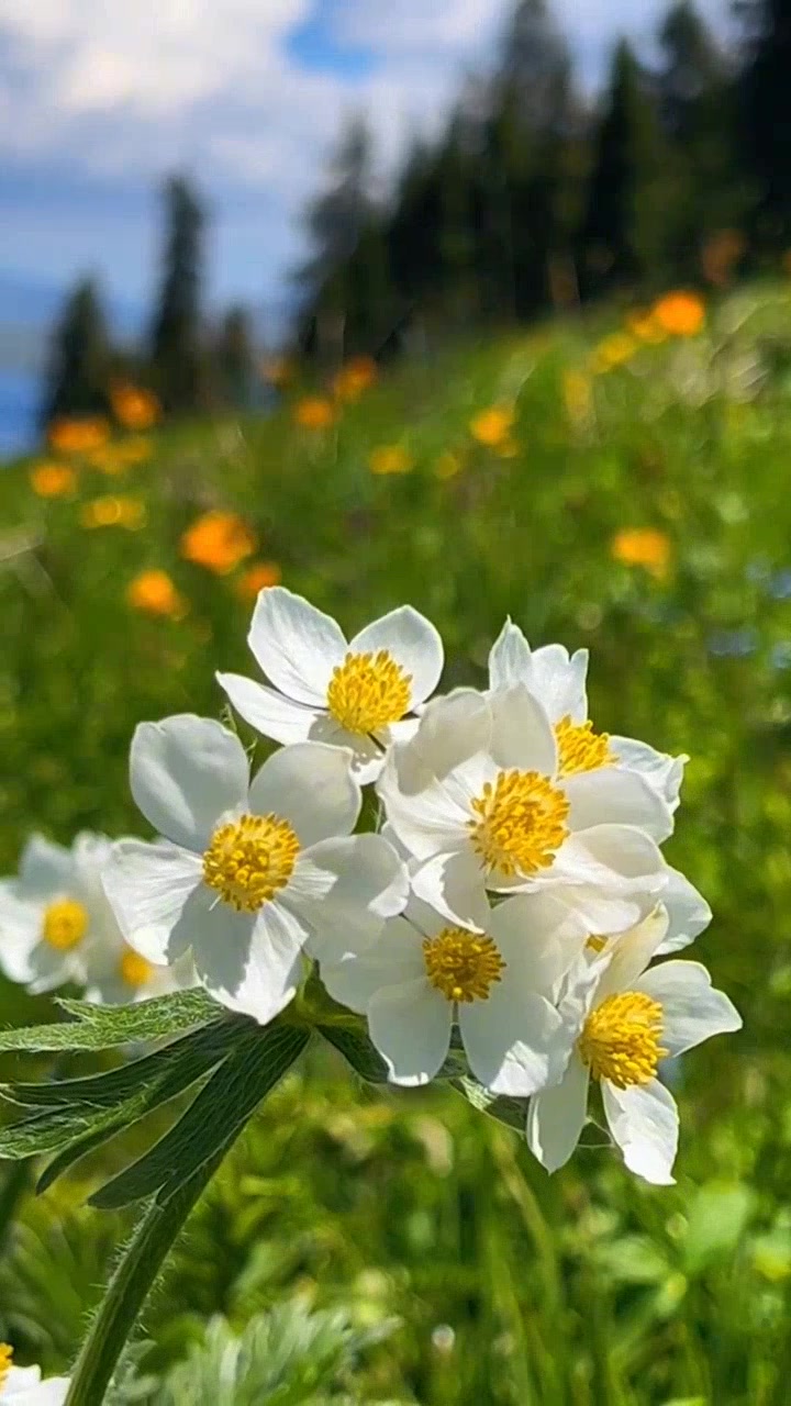 赛里木湖的银莲花,惊艳绽放!