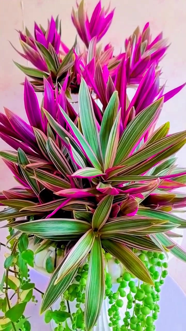 推荐两款超好看,又好养的观叶植物