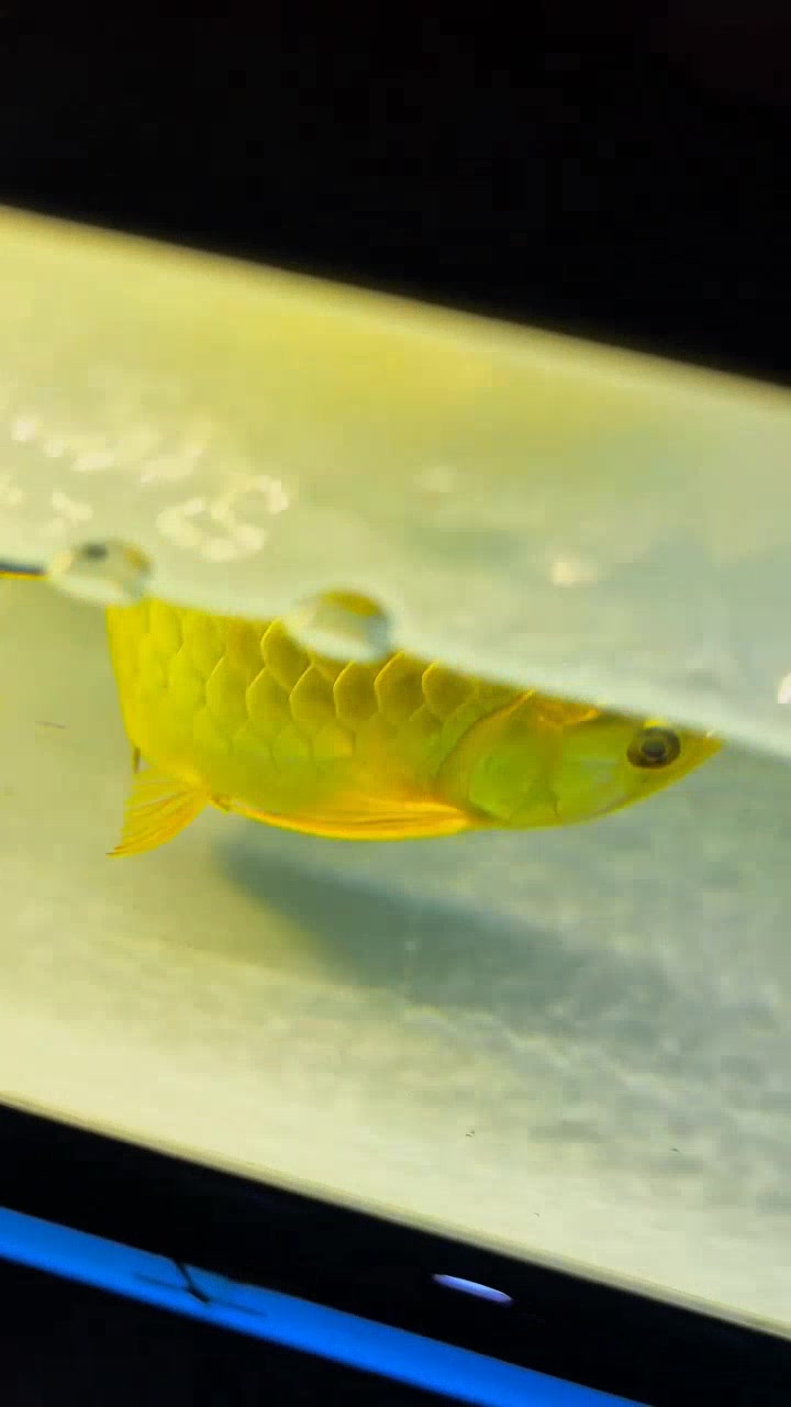 过背金龙鱼闪耀水中,金条般鳞片夺目