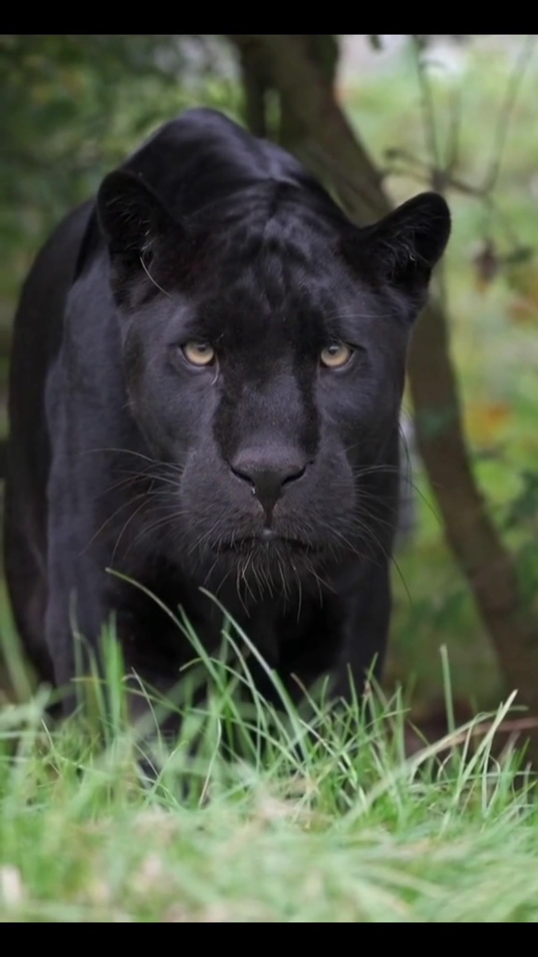 黑色美洲豹悄然逼近,你能否成功逃脱?