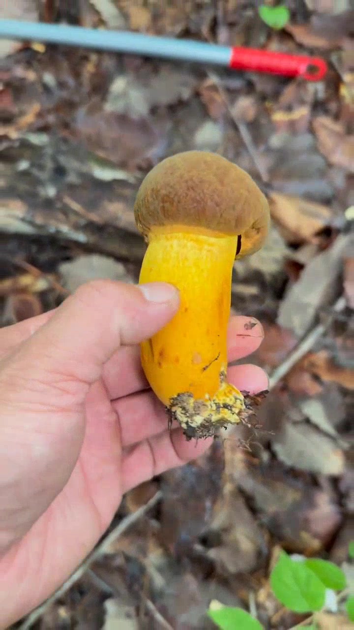 野生黄牛肝菌,口感鲜美营养丰富