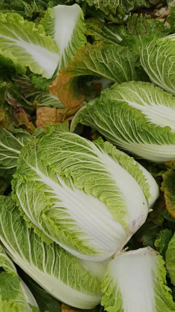 黄心大白菜,为何成为冬季餐桌上的宠儿?