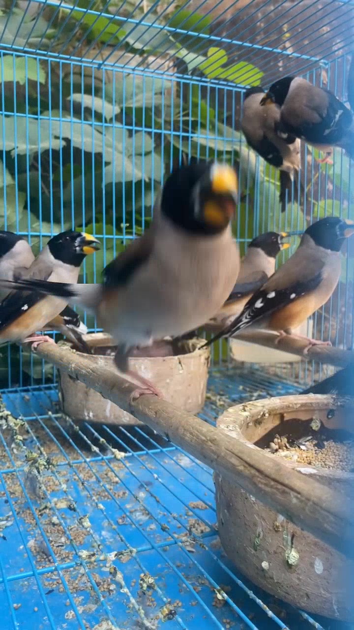 蜡嘴鸟,色彩斑斓的美丽精灵