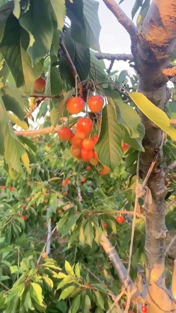 新鲜黄蜜大樱桃,甜蜜多汁等你来品尝!