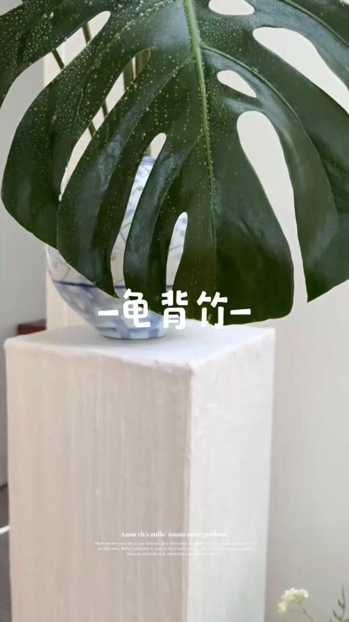 大叶龟背竹,超耐养的绿植!