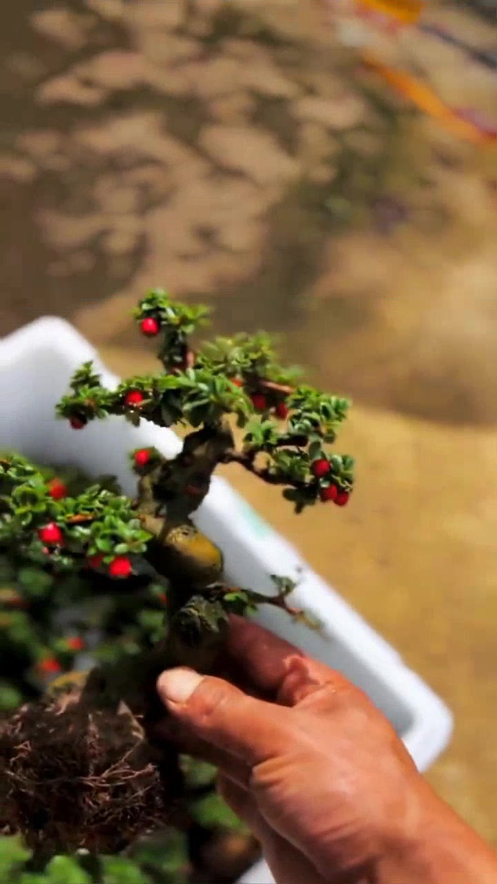 小叶珍珠荀子,小巧玲珑的绿色盆景