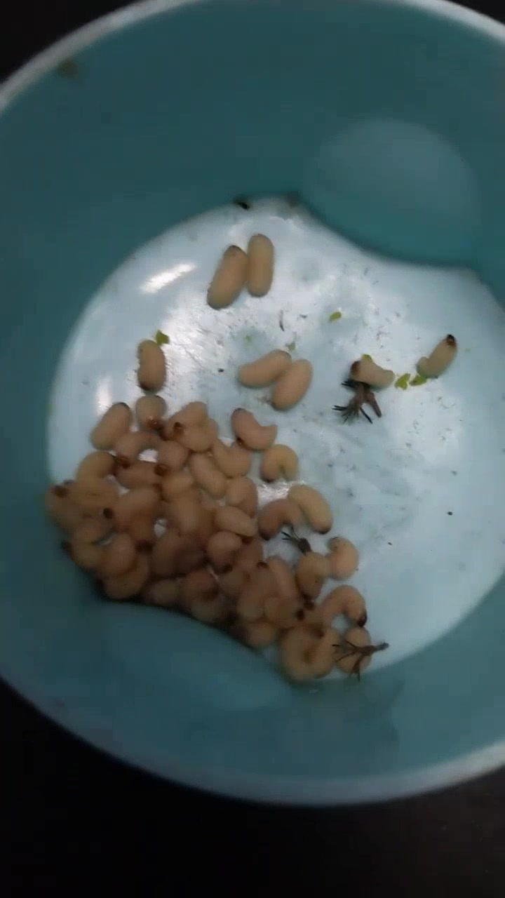 一颗板栗里的虫