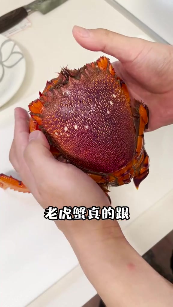 终于被我找到了!老虎蟹的肉真多!