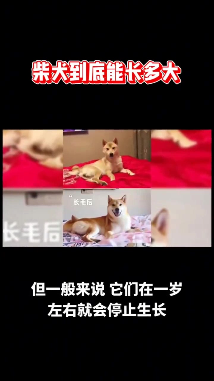 柴犬体型小巧,你知道能长多大吗?
