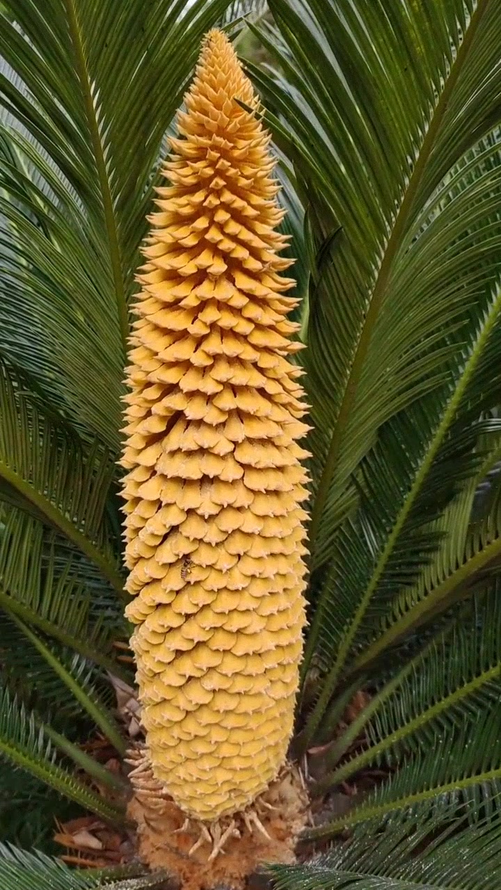 含苞待放的铁树花,为何被誉为"花季"?