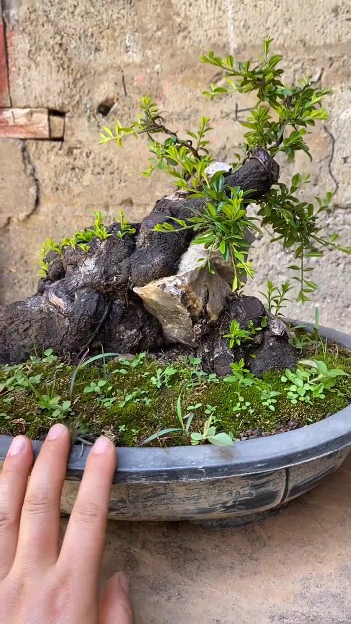 云南精品盆景,铁马鞭天然附石