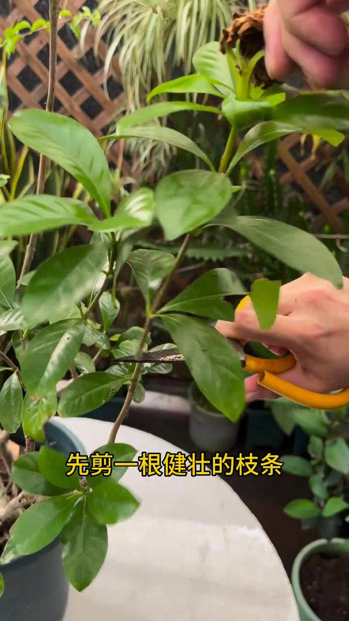 水培扦插栀子花,不用买,超简单!