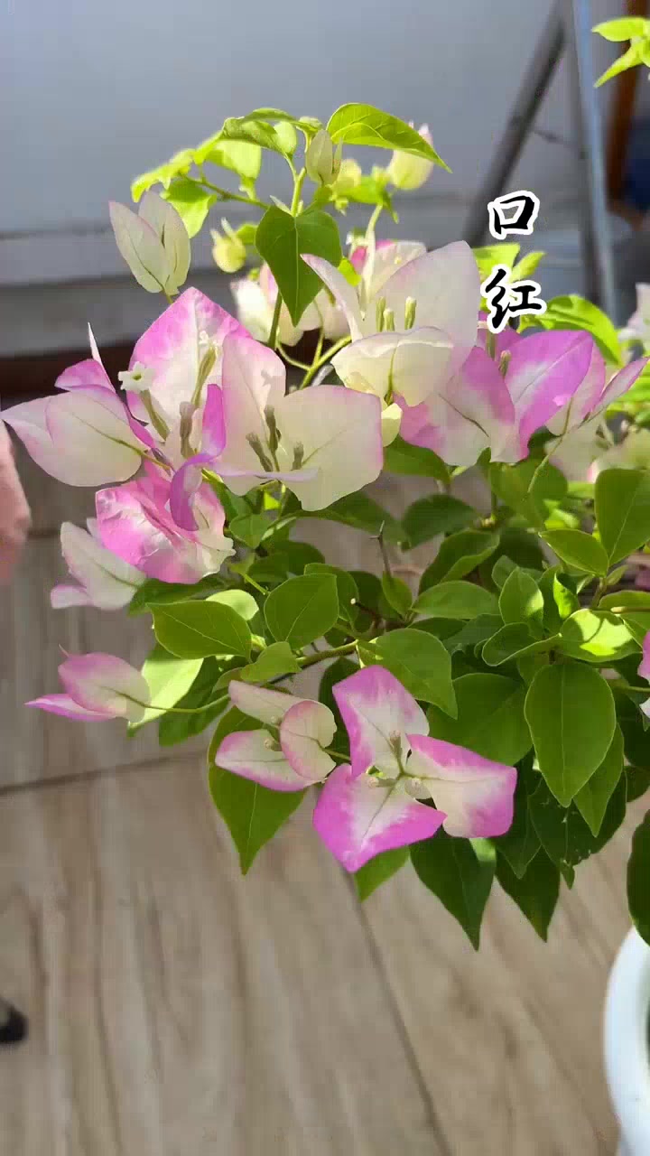 勤花三角梅品种,口红了解一下