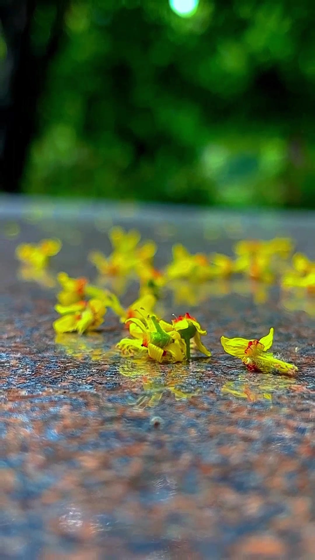 秋意渐浓往事随风