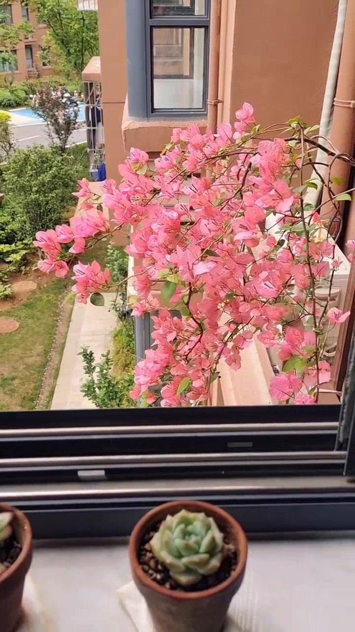 橙粉公主三角梅,色彩艳丽惹人爱