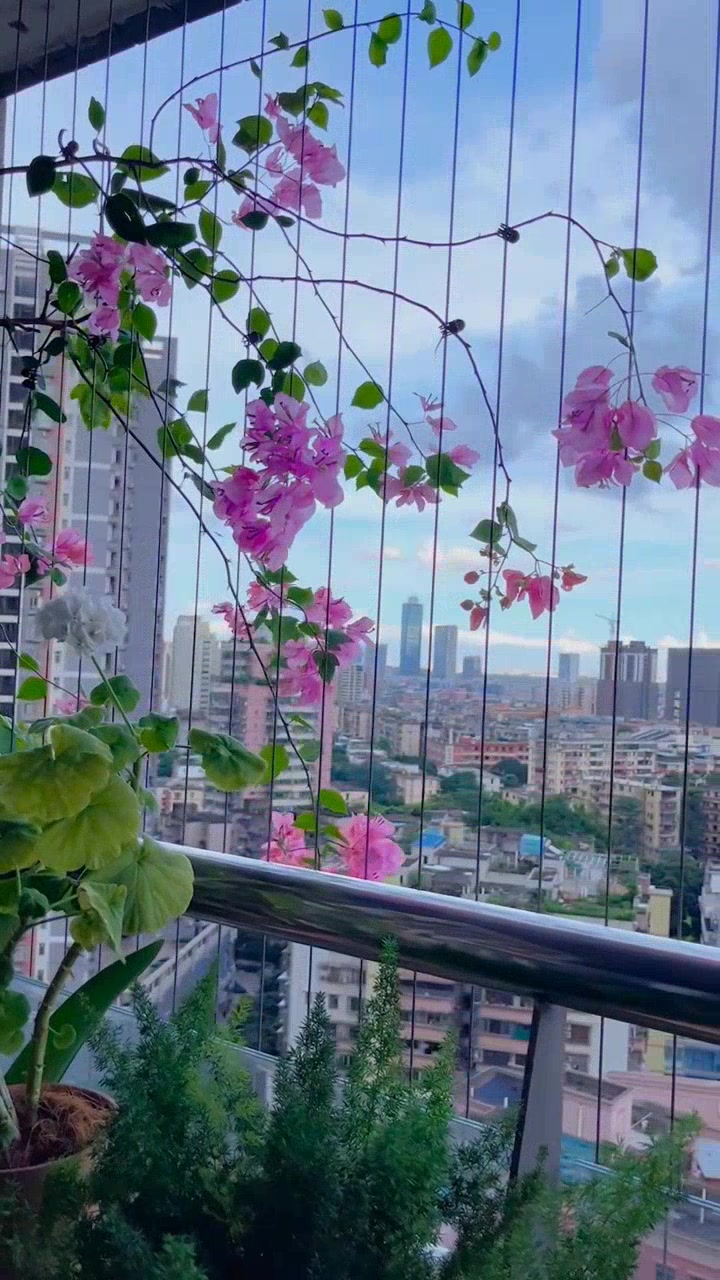 好养易开花的三角梅,推荐"橙粉公主"