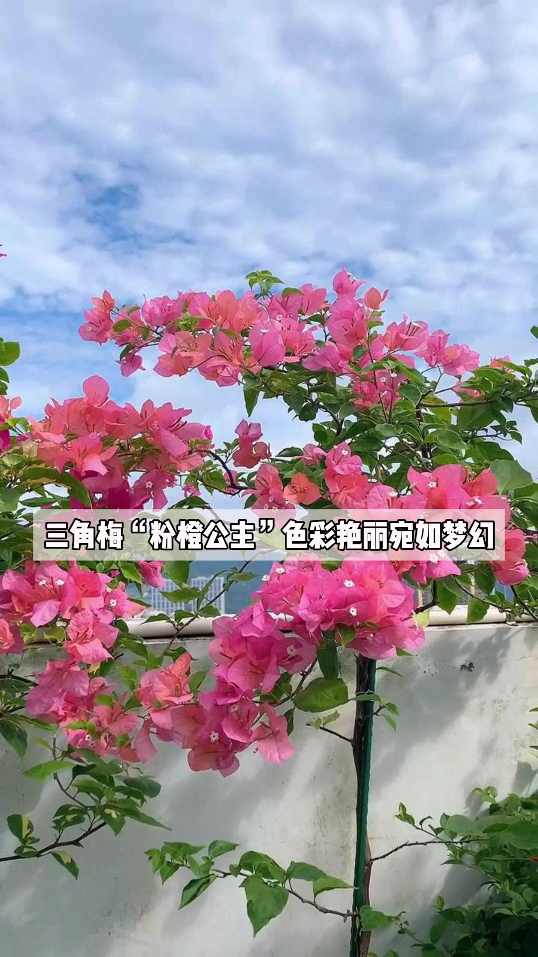 三角梅"粉橙公主",色彩艳丽,宛如梦幻