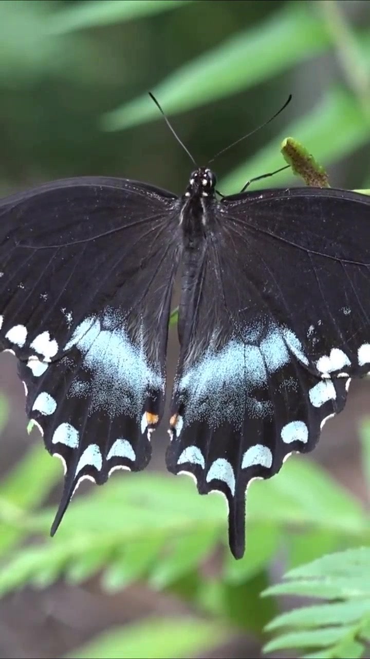 认识银月豹凤蝶,探索奇妙的蝴蝶世界