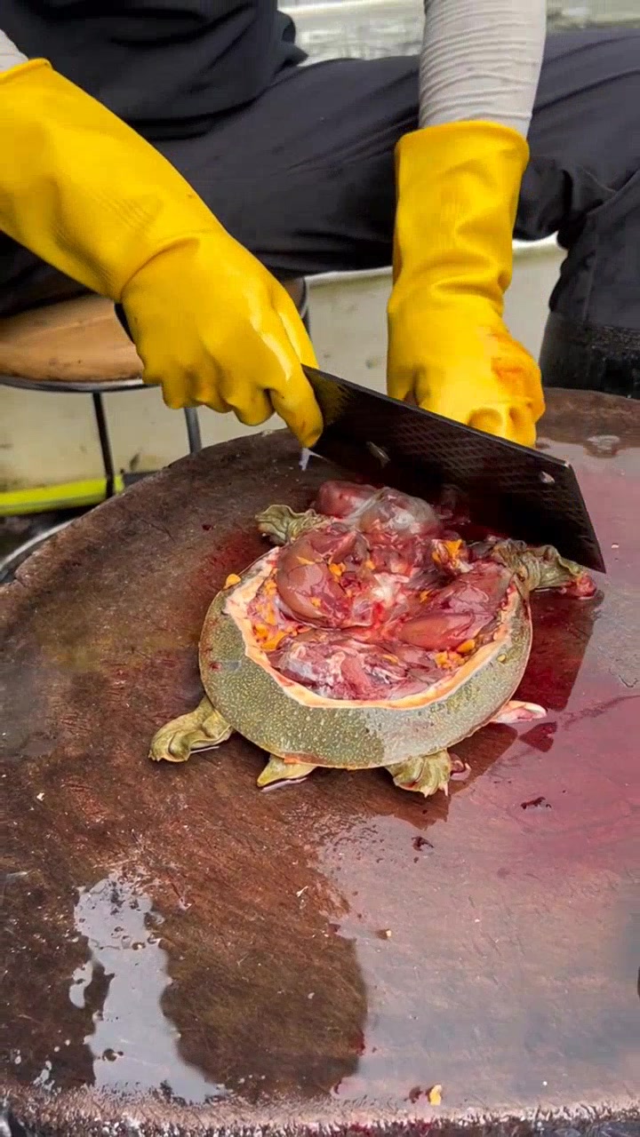 教你轻松宰杀甲鱼