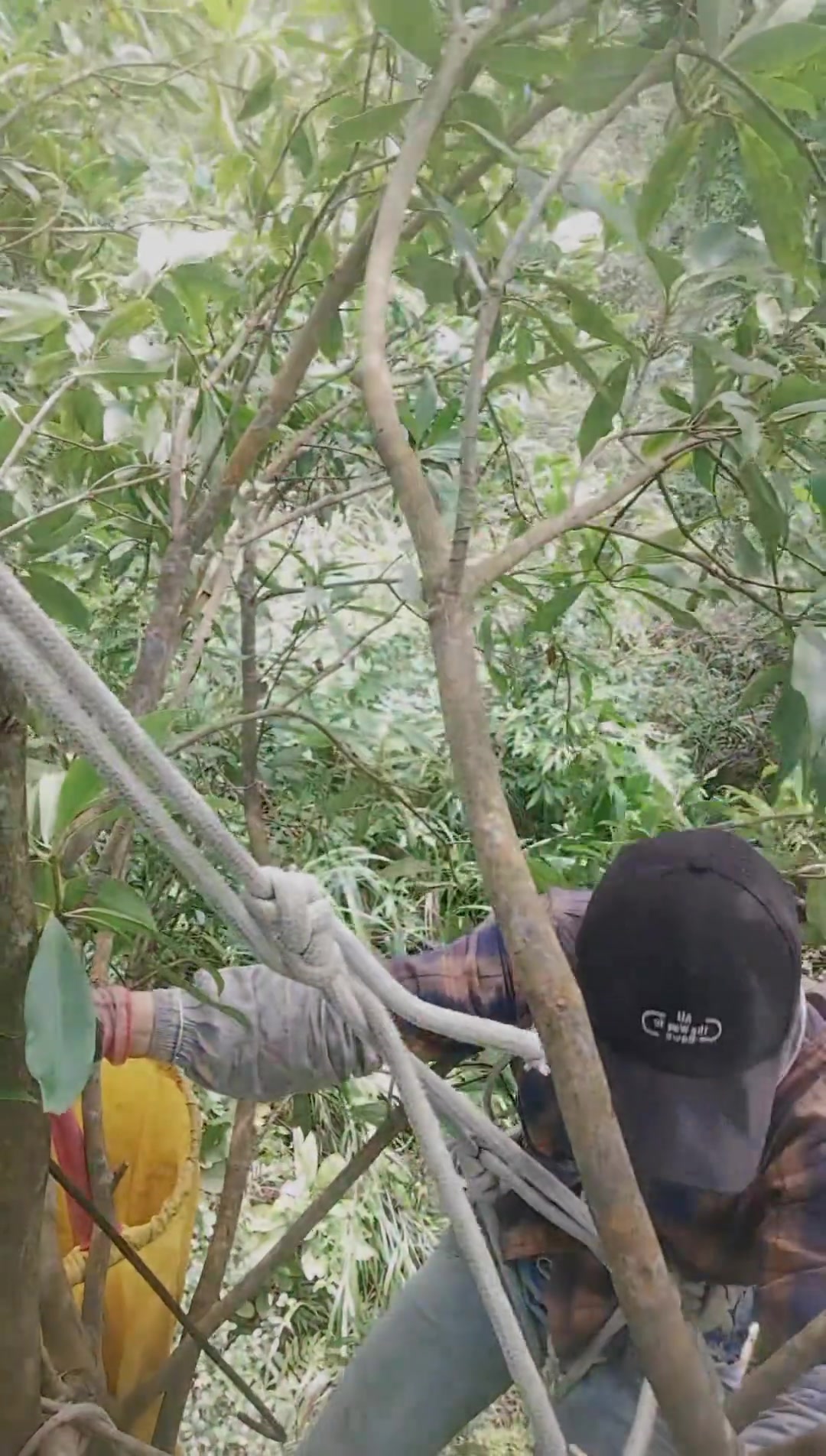 摘八角 今年八角虽然便宜,但我们既然种了不管便宜还是贵都会摘