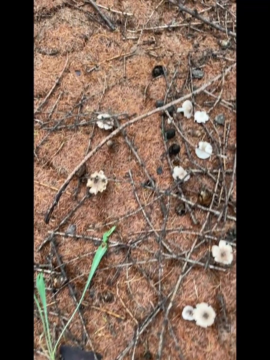 坝上现大量可食用野生菌小灰蘑