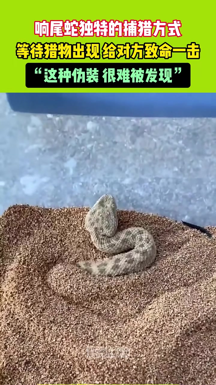 响尾蛇独特的捕猎方式,等待猎物出现给对方致命一击