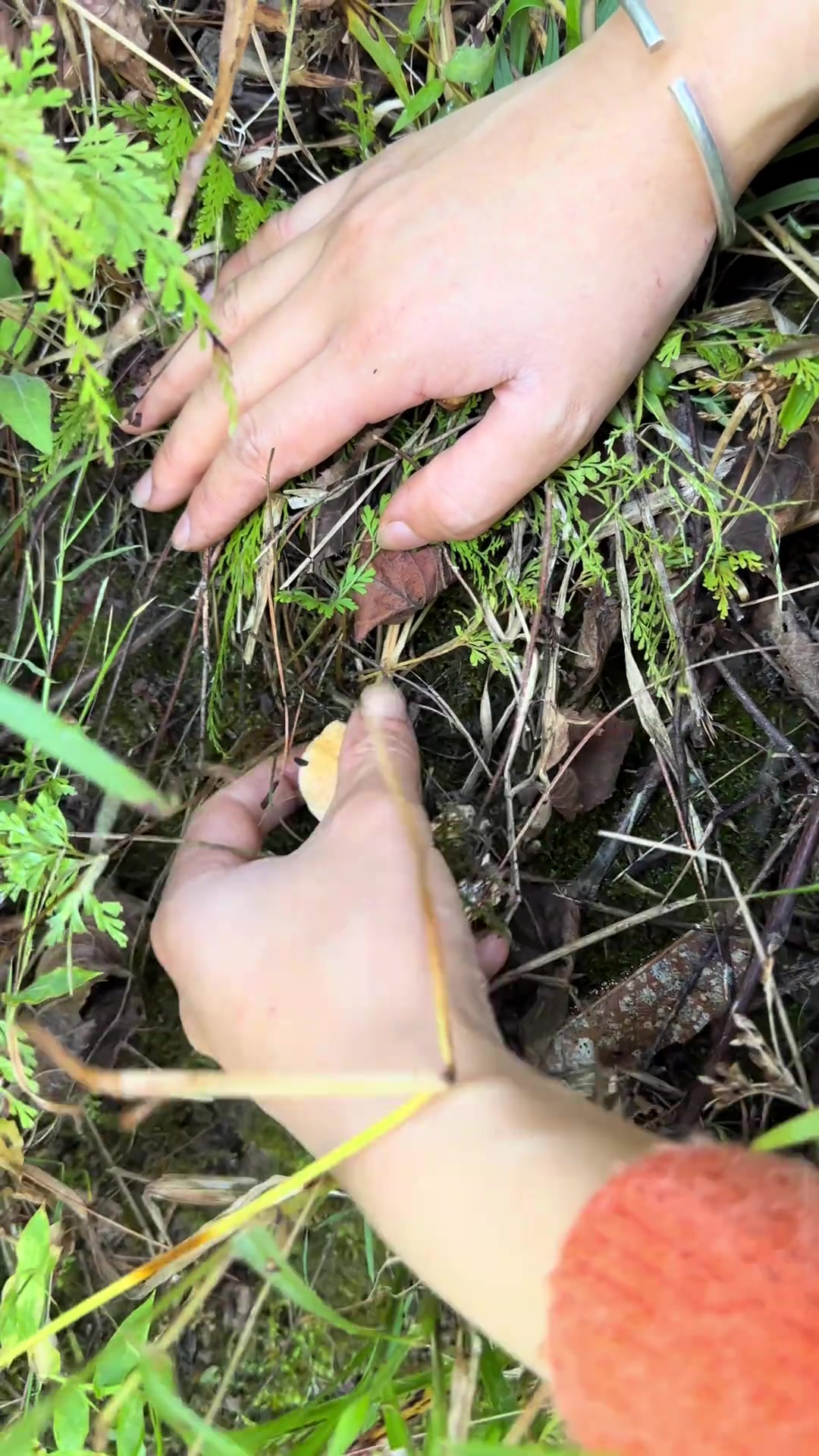 你们见过会变色的蘑菇吗?你们最喜欢吃哪种蘑菇?