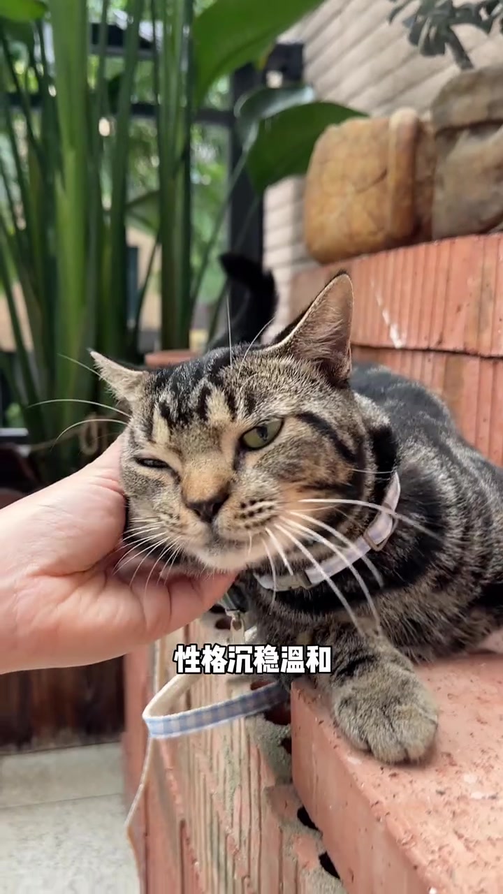 居然捡到了古典纹狸花猫!