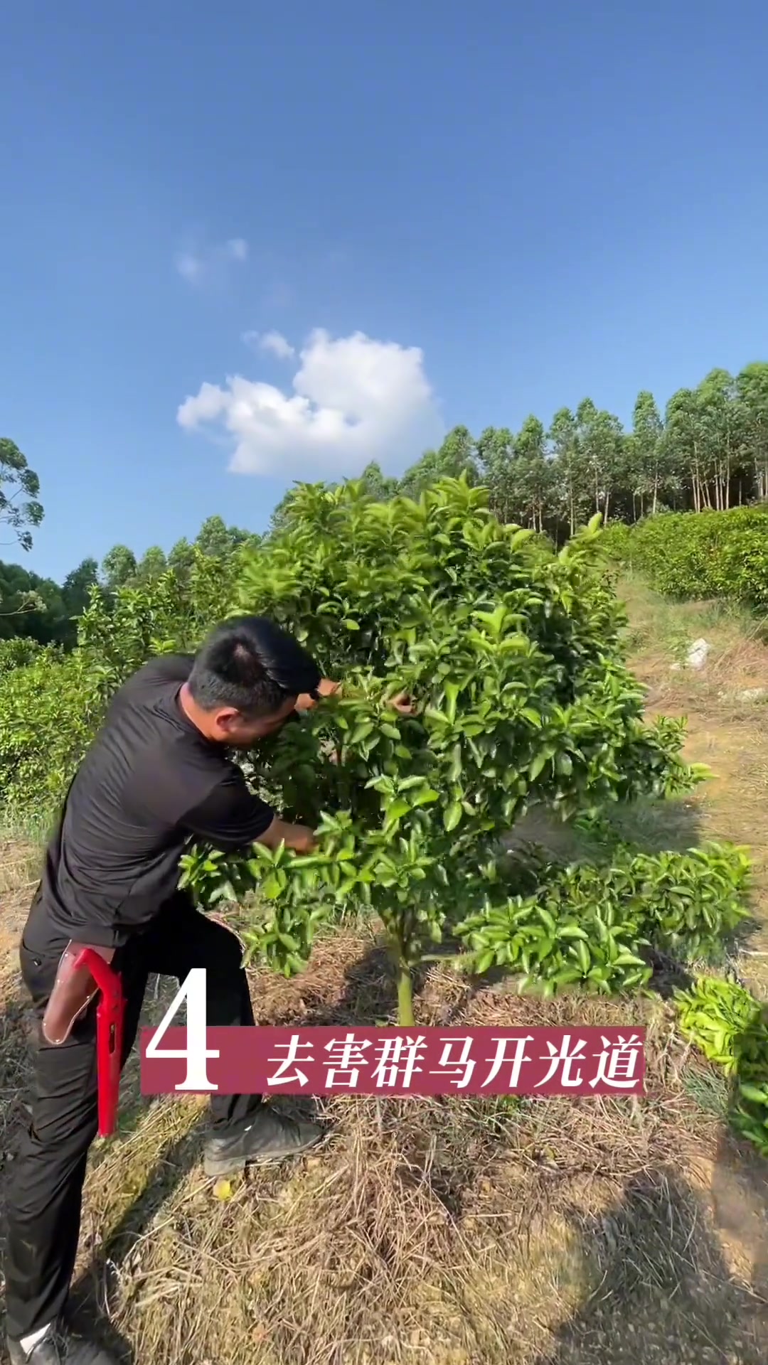 果树修剪,无讲解版 剪树枝正确方法