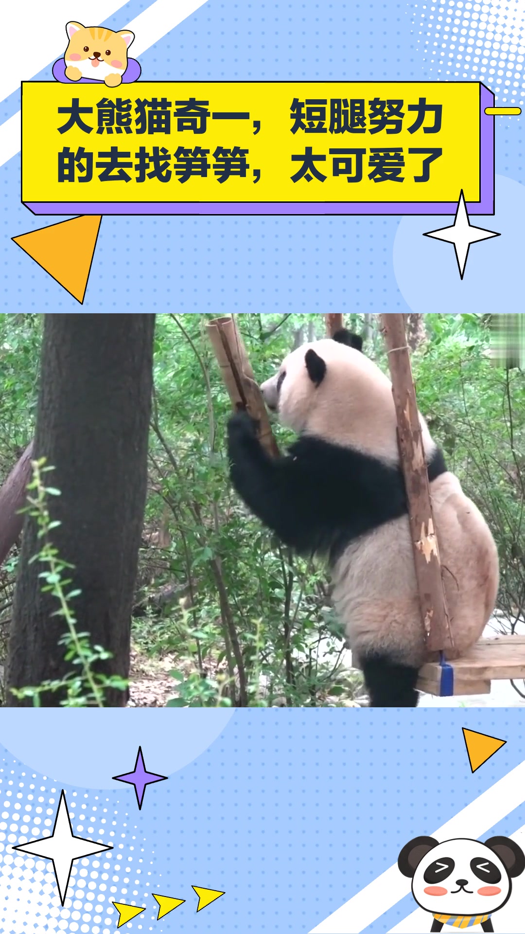 大熊猫奇一,短腿努力的去找笋笋,太可爱了