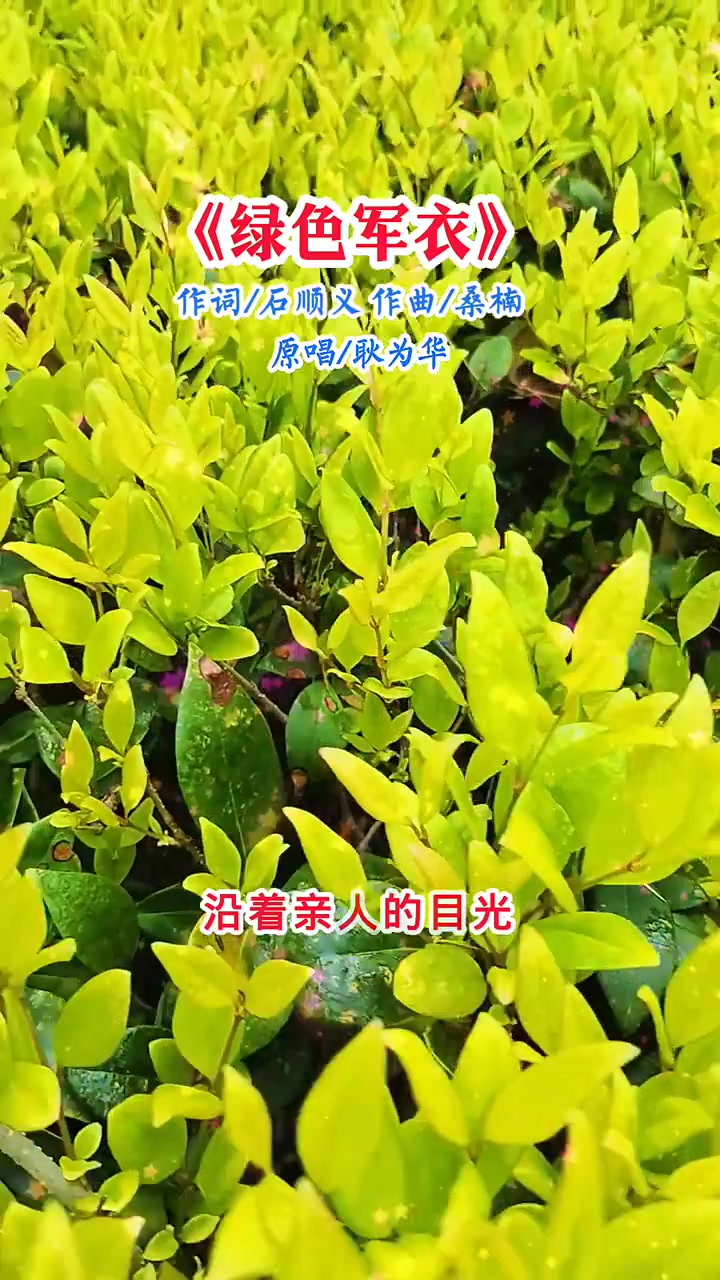 绿色军衣 老歌回顾