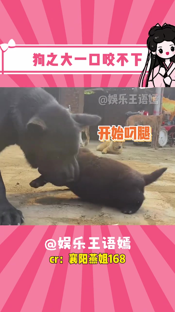 头一次见狗妈妈叼小狗是叼胳膊的