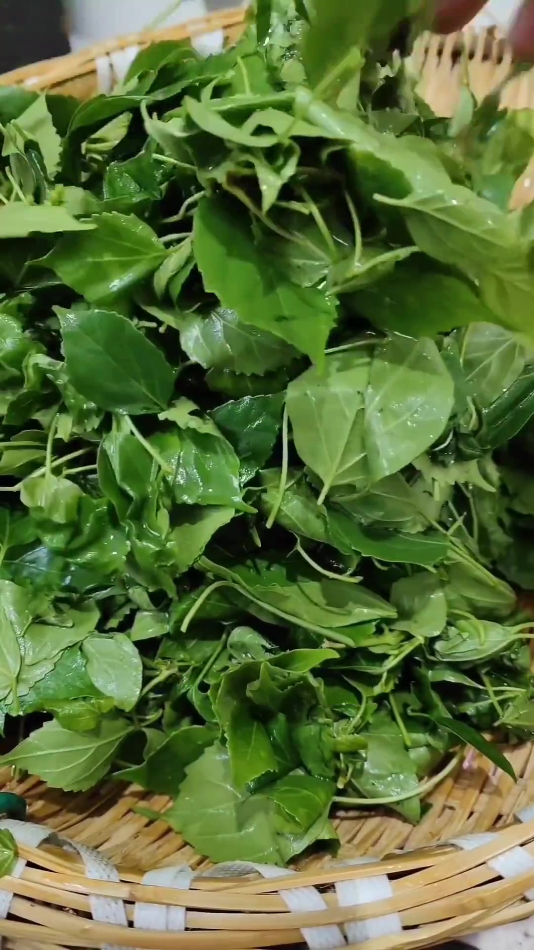 好多兄弟姐妹们说做神仙豆腐的叶子没看清楚,这一次详细的视频来啦