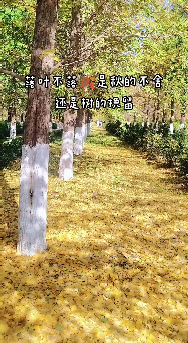 落叶,如梦般的美丽,在秋风中轻轻摇曳,宛如秋天的精灵,带来无尽的遐想