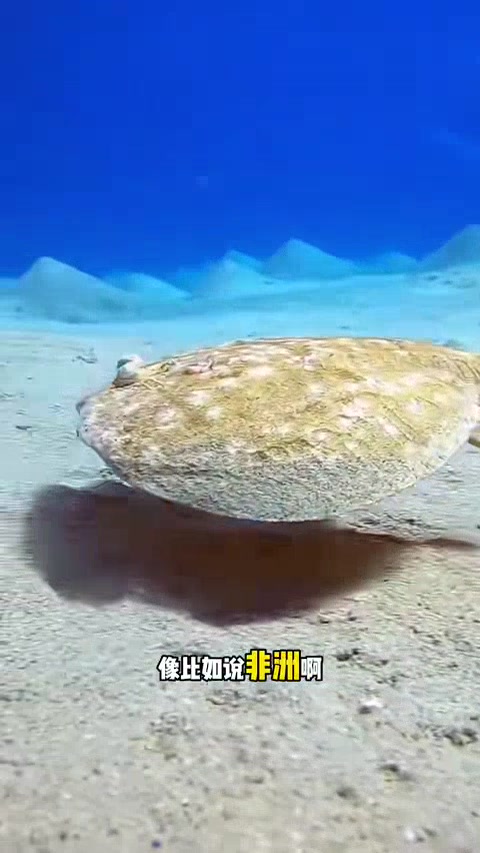 带电的鱼都有哪些?