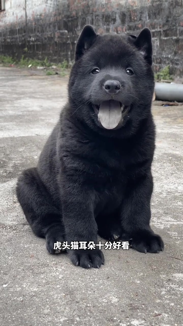 中华田园犬之五黑犬,全身上下无杂毛,十分罕见,也是田园犬的一种