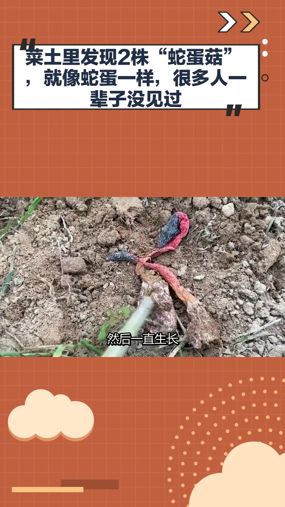 菜土里发现2株"蛇蛋菇",就像蛇蛋一样,很多人一辈子没见过