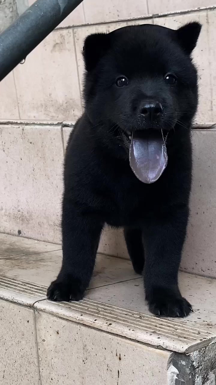 中华田园犬之五黑犬 五短身材 肥肥胖胖 虎背熊腰 威武霸气 气质十足