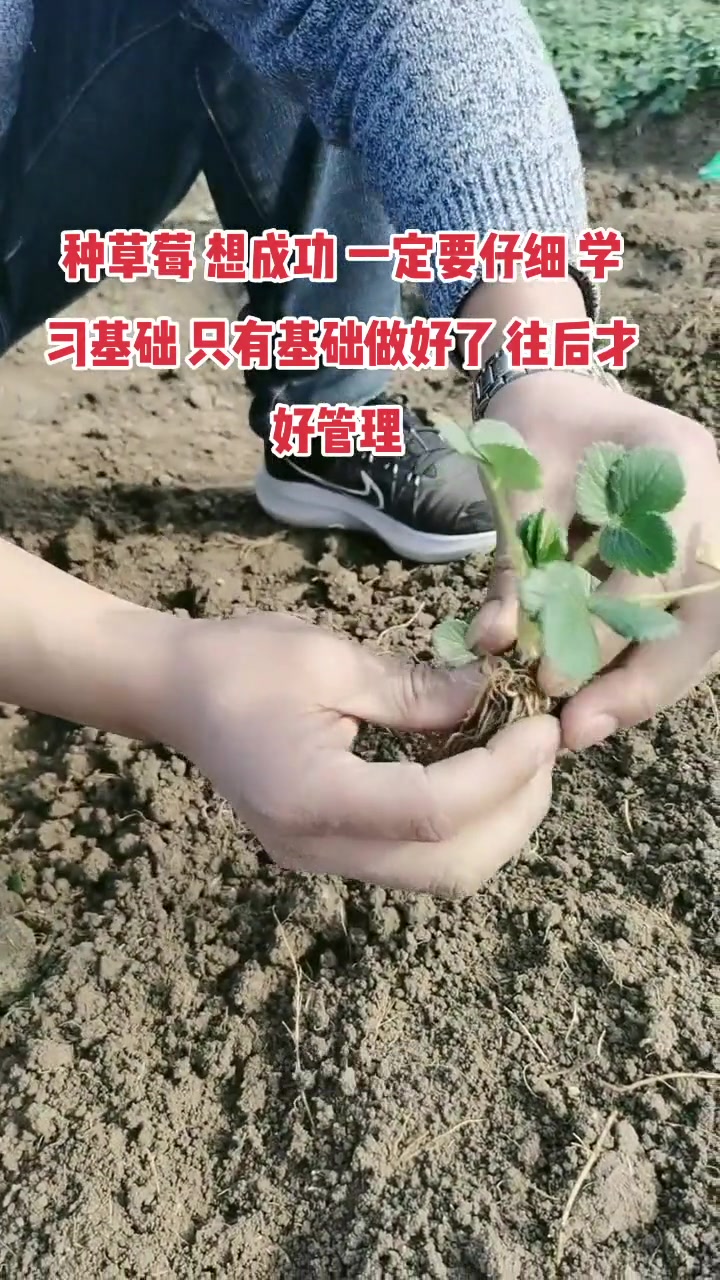 草莓育苗 种草莓 想成功 一定要仔细 学习基础 只有基础做好了