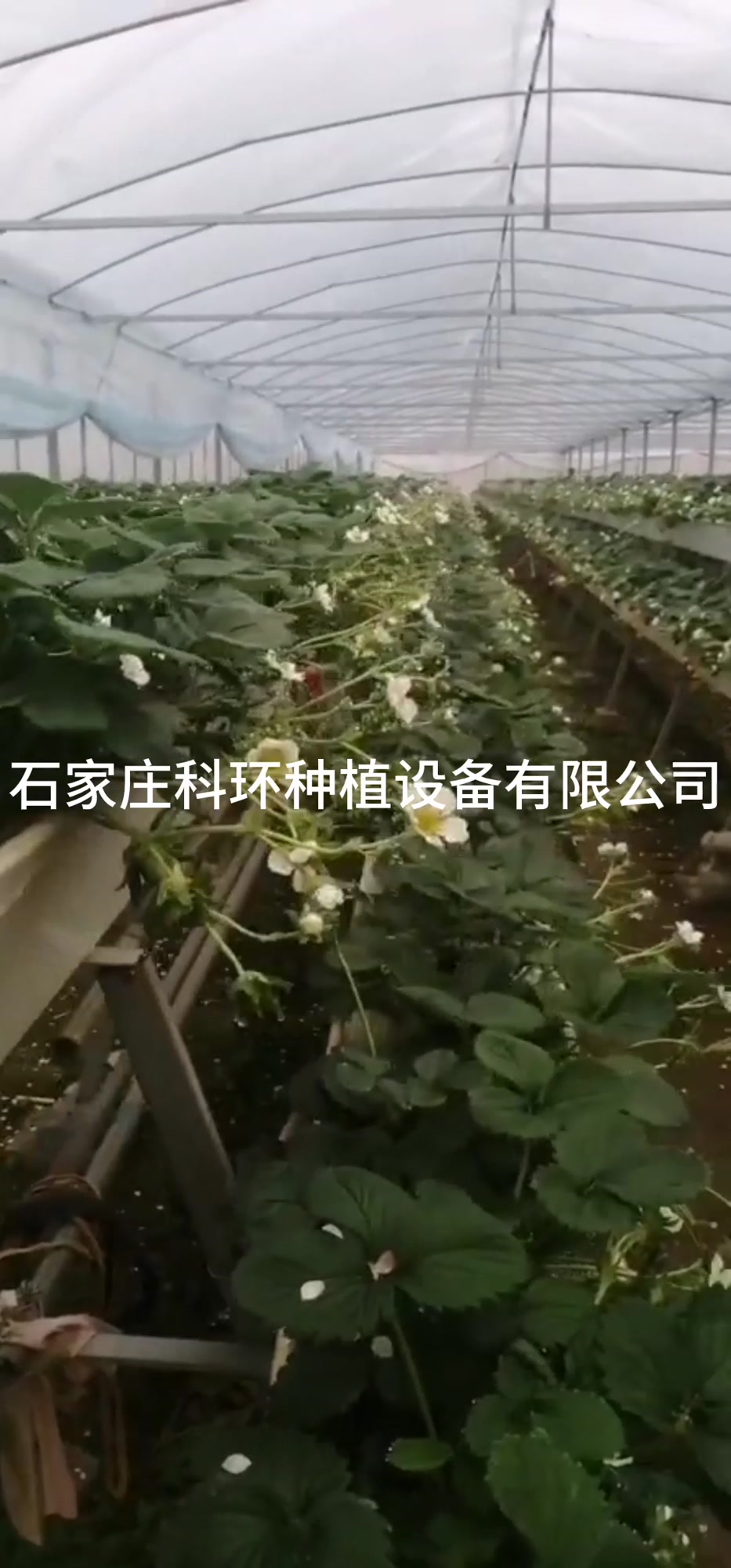 草莓种植槽 品字形基质栽培槽 立体草莓槽