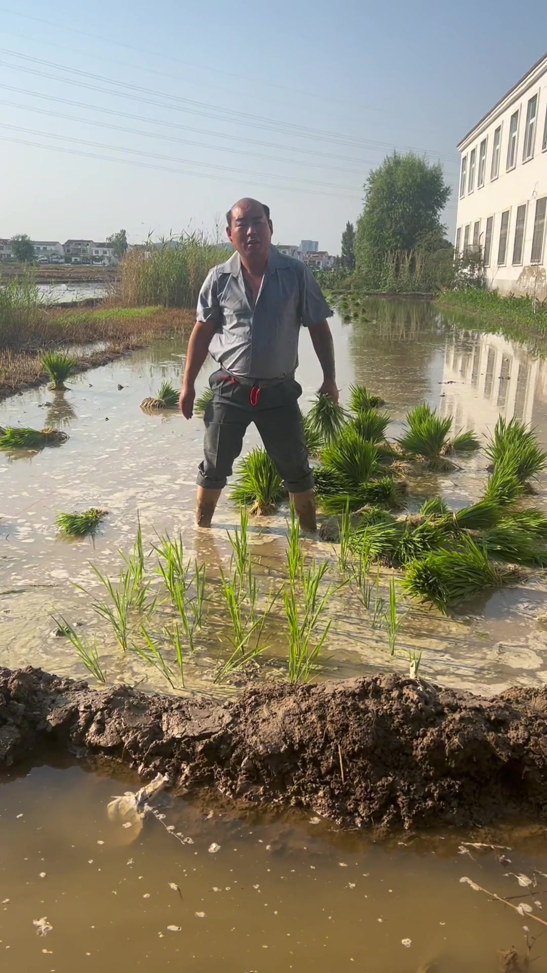 朋友回家插秧了吗?北区舞王如来如愿