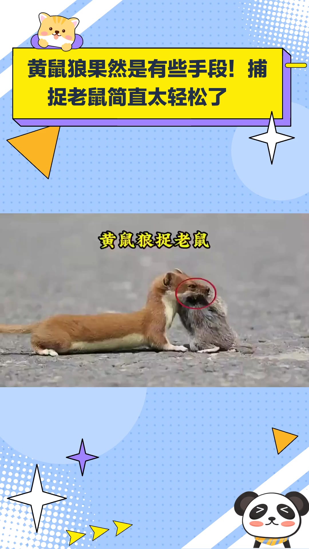 黄鼠狼果然是有些手段!捕捉老鼠简直太轻松了